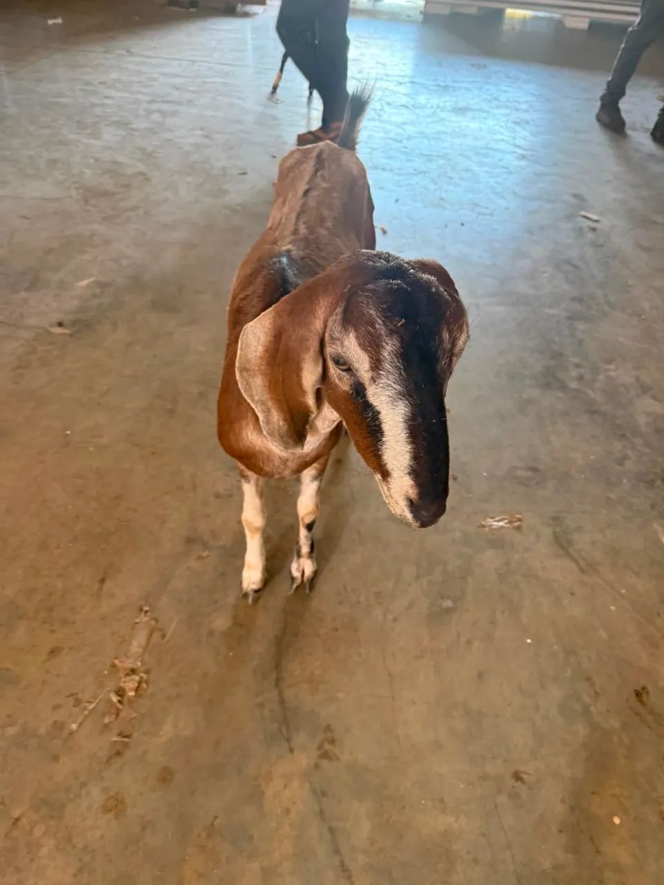 Cabrito mãe e filha fêmea  - Foto 4