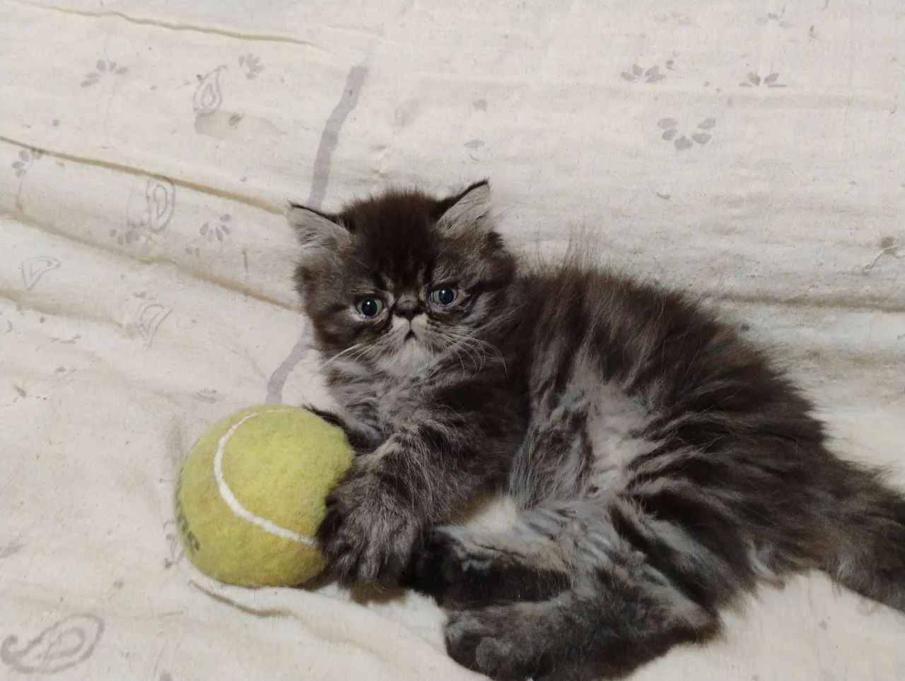 Gato Persa Filhotes Litoral  - Foto 4