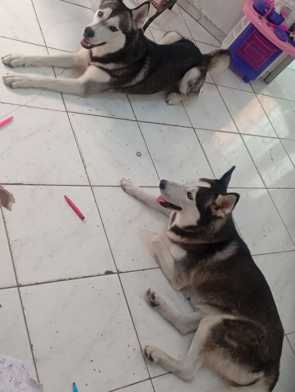 Husky siberiano gêmeos - Foto 2