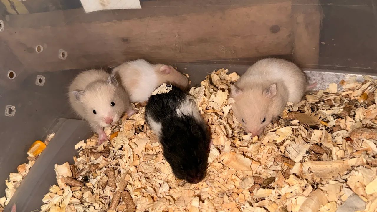 Hamster filhotes  - Foto 5
