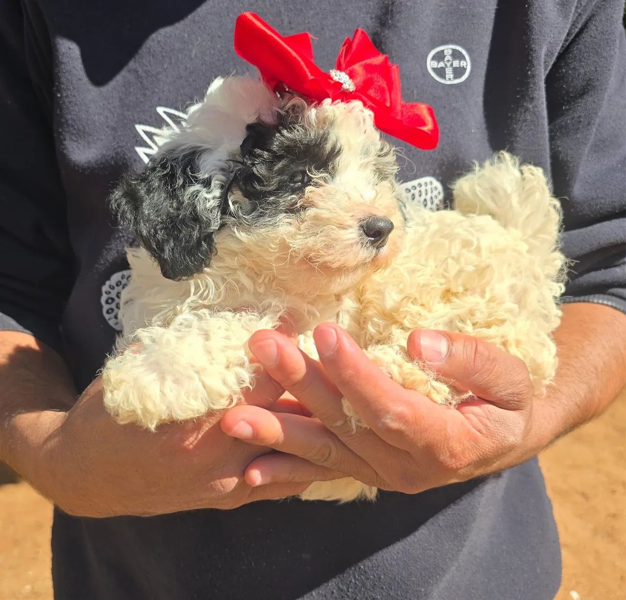 Poodle  - Foto 3