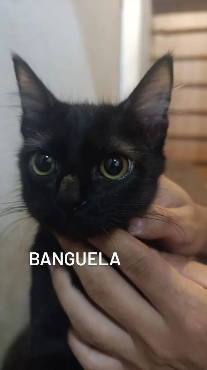 GATOS PARA DOAÇÃO  - Foto 2