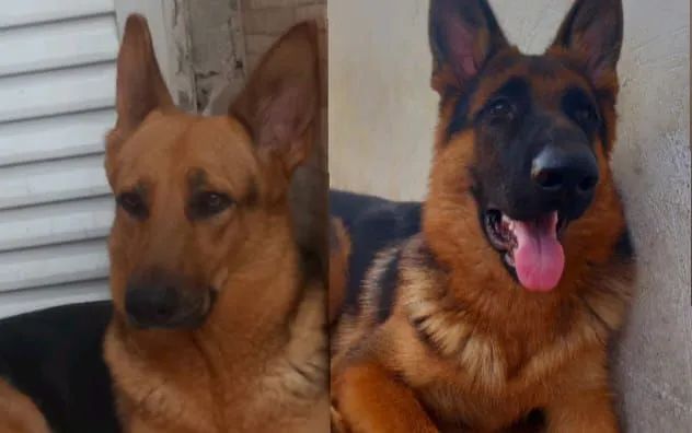 Filhote de cachorro - Foto 2