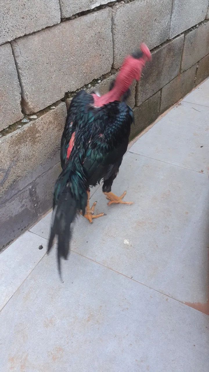 Polaco mandagascar puro