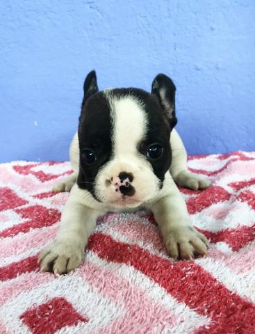 Buldogue Francês - Foto 3