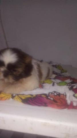 Shih tzu Fêmea - Foto 4