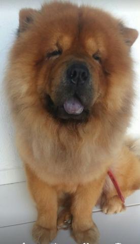 Chow chow - Foto 2