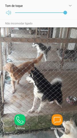 Husky filhote com pedigree - Foto 4