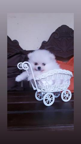 Melhor Linhagem de Lulu / Padrão Top / Spitz Alemão - Foto 2