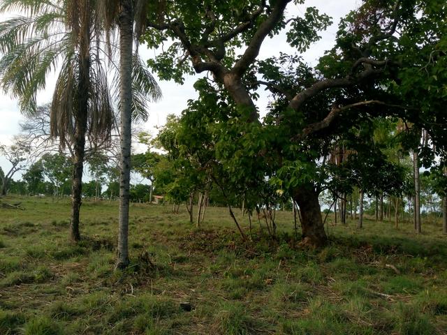 Vende-se uma chácara em Poconé, 50 hectares - Foto 13