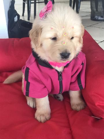 Golden Retriever fêmea disponível