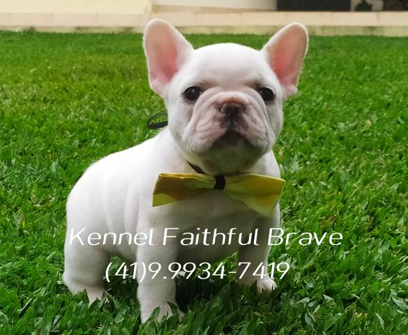 Bulldog francês/ Para quem busca qualidade e procedência na Criação!