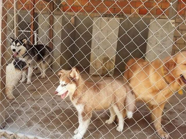 Husky filhote com pedigree - Foto 6