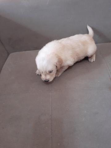 Filhotes de golden retriever - Foto 5