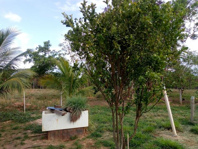 Vende-se uma chácara em Poconé, 50 hectares - Foto 6