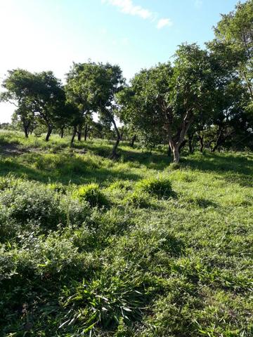Àrea, Chácara 30.000m2, Aparecida de Goiânia, Madre Germana - Foto 6