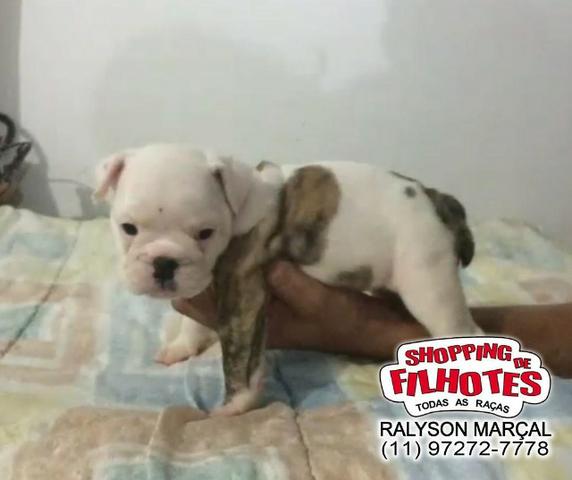 Bulldog Inglês machos e fêmeas, todas cores, para maiores informações what's - Foto 3