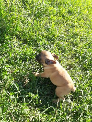 Buldogue francês super promoção parcelo cartão - Foto 2