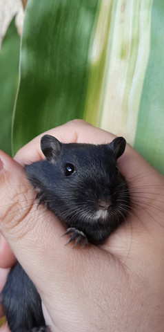 Gerbil (gerbilselvagem)