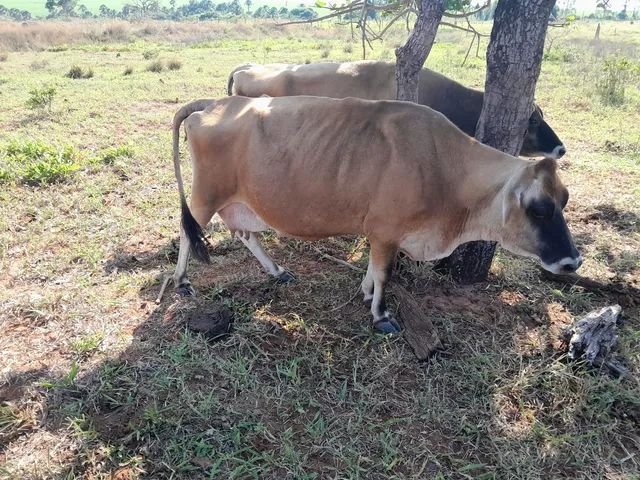 Vendo vacas  - Foto 5