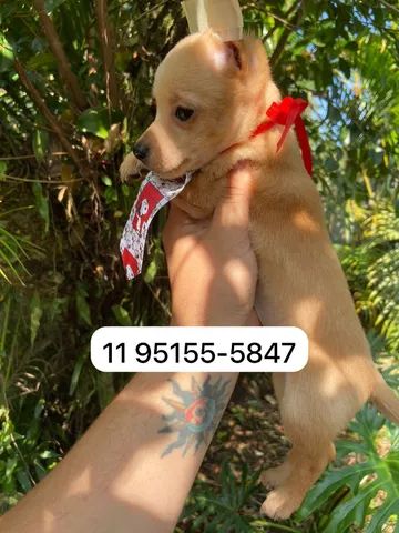 Pincher macho 01  - Foto 2