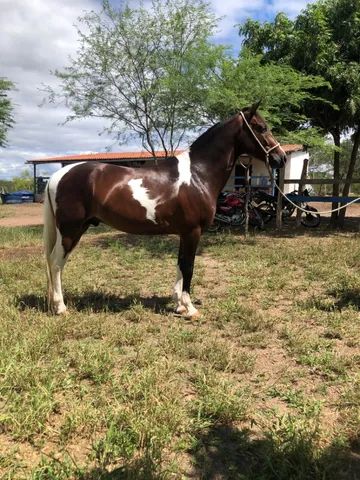 Cavalo registrado no Mangalarga marchador a venda