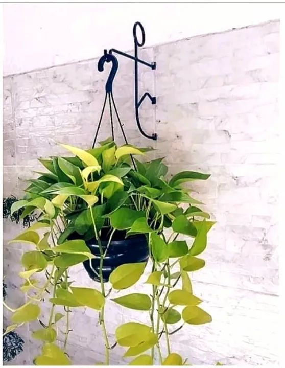 Suporte Apinista Para Planta - Foto 2