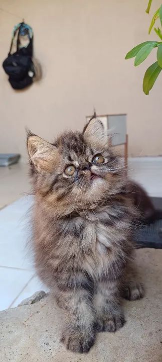 Gatinhos Persa disponível - Foto 3