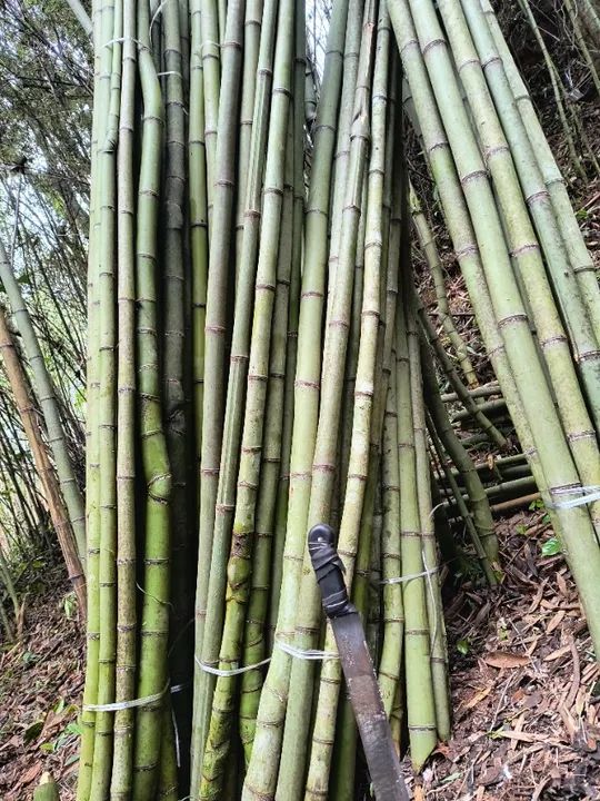 Estaca para plantio de tomate ? - Foto 2