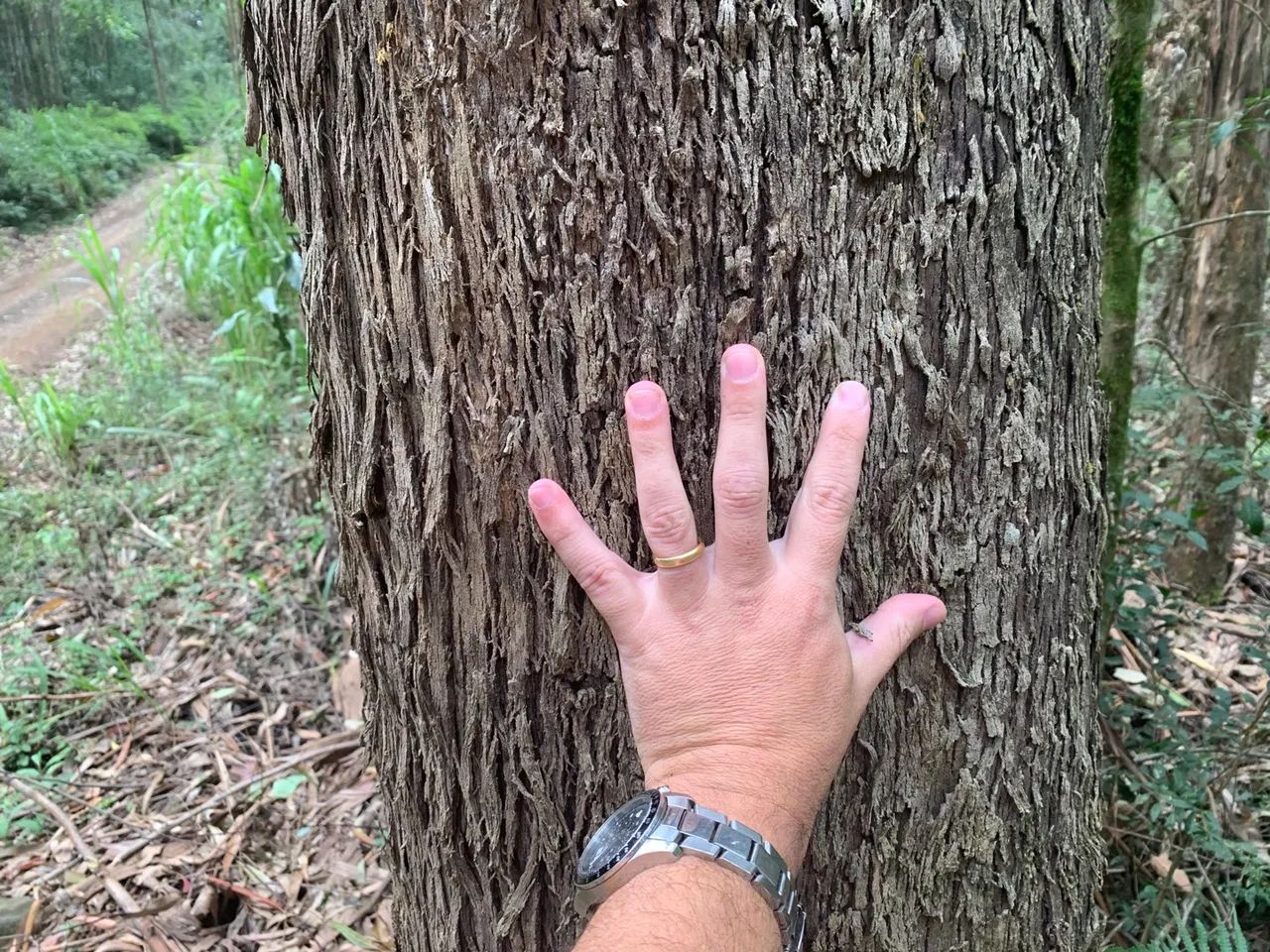 Propriedade Rural Reflorestada com Eucalípto - Foto 8