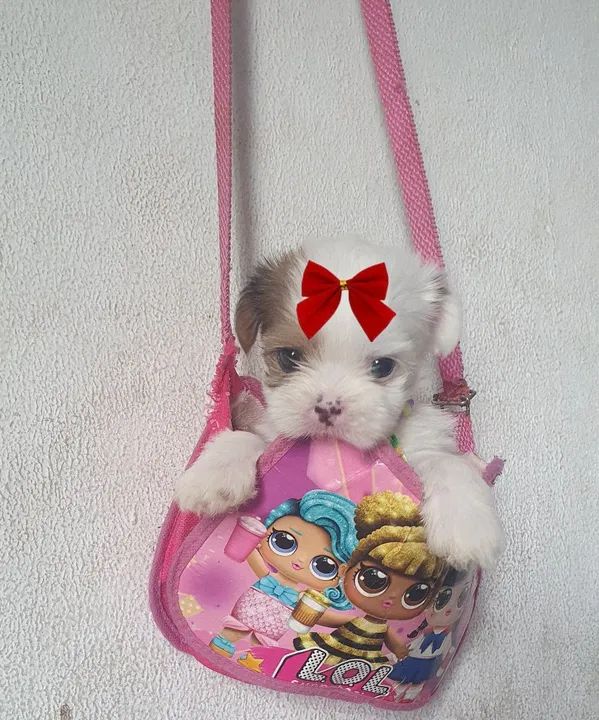 Linda menina de shituz micro  - Foto 4