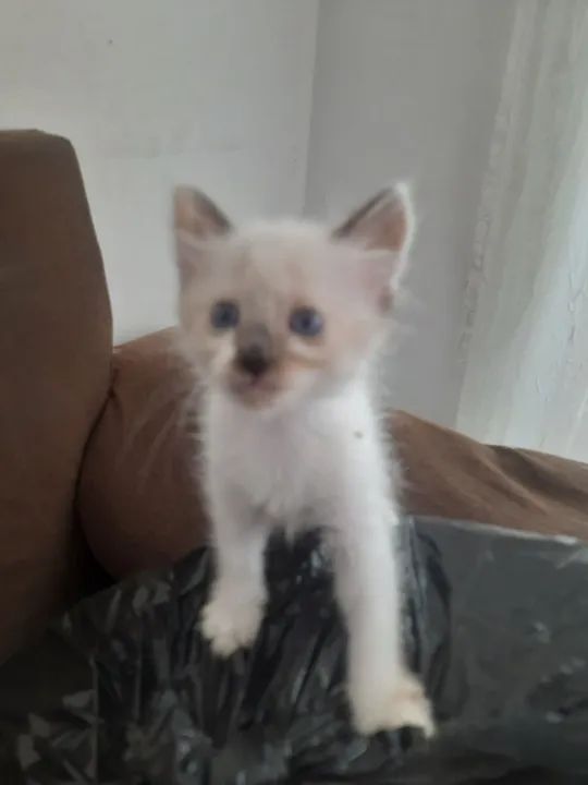 Gatinhos para doação  - Foto 5