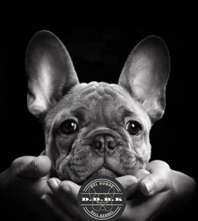 Bulldog Francês filhote puro - Foto 6