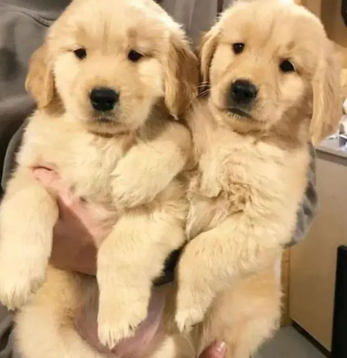 Vendo Filhotes Golden Retriever  - Foto 3