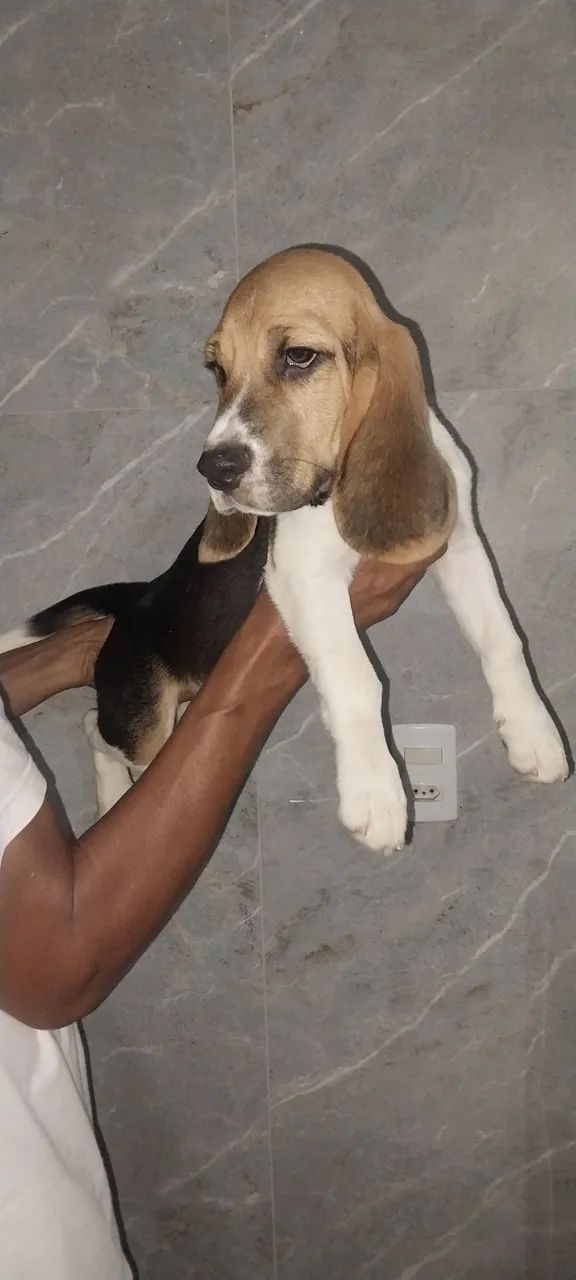 Filhote Beagle - Foto 4