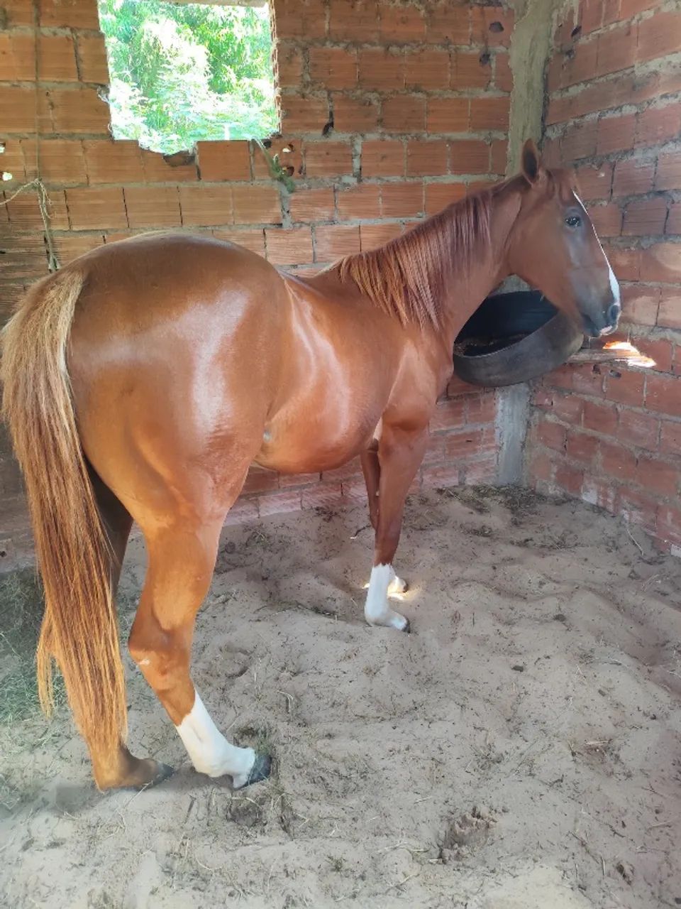 Cavalo QM