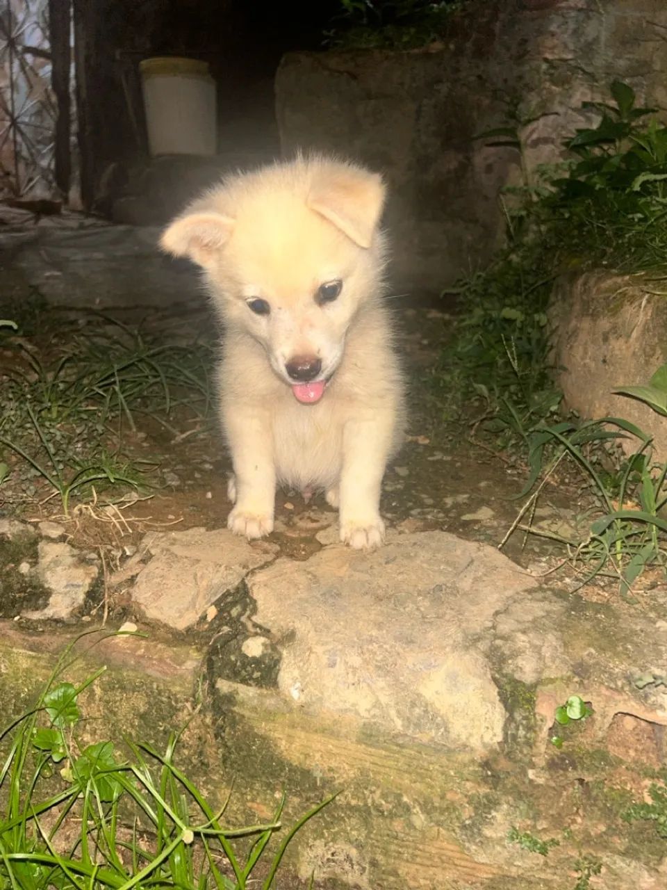 Aspin Chow Cross Breeds Chow Chow Dachshund Mix Purchase 59%