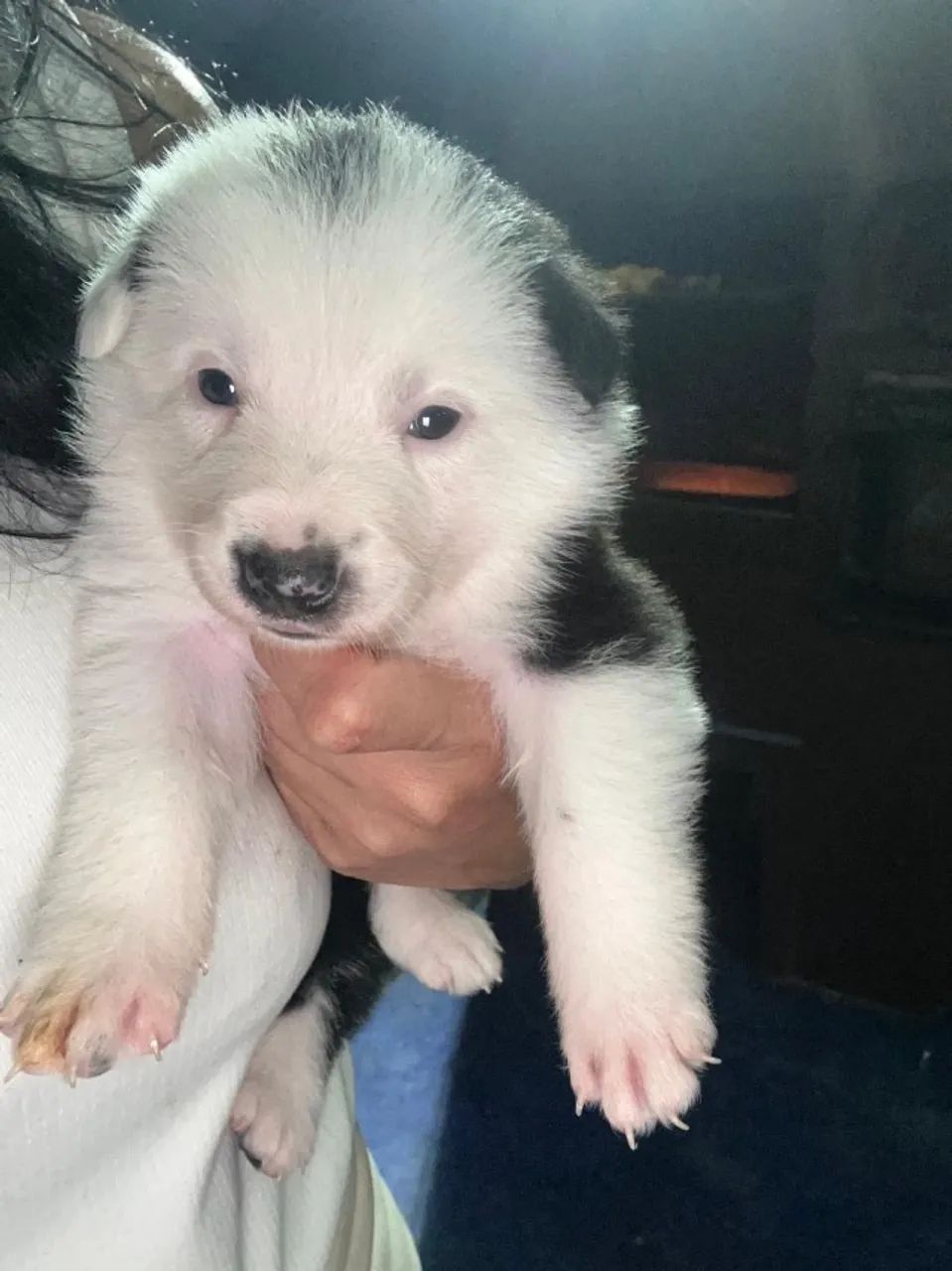Border Collie  - Foto 3