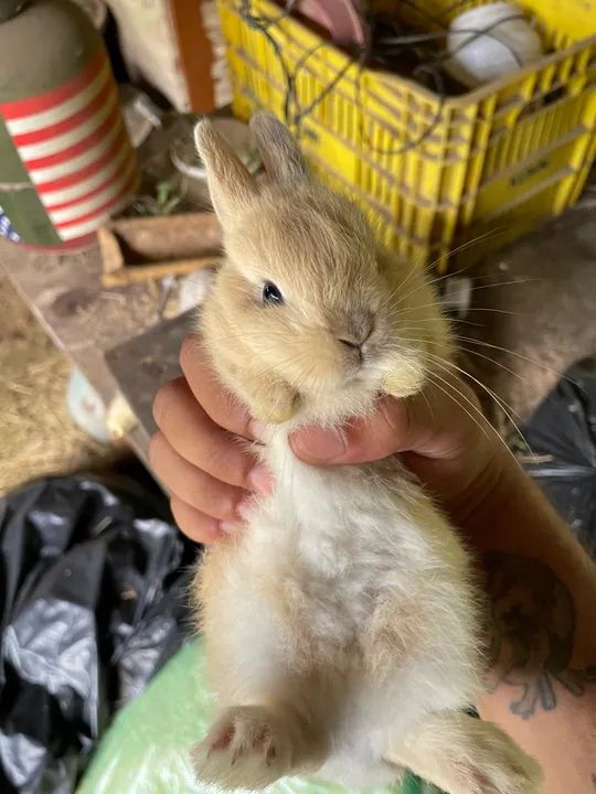 Mini Coelho Netherland a venda  - Foto 3