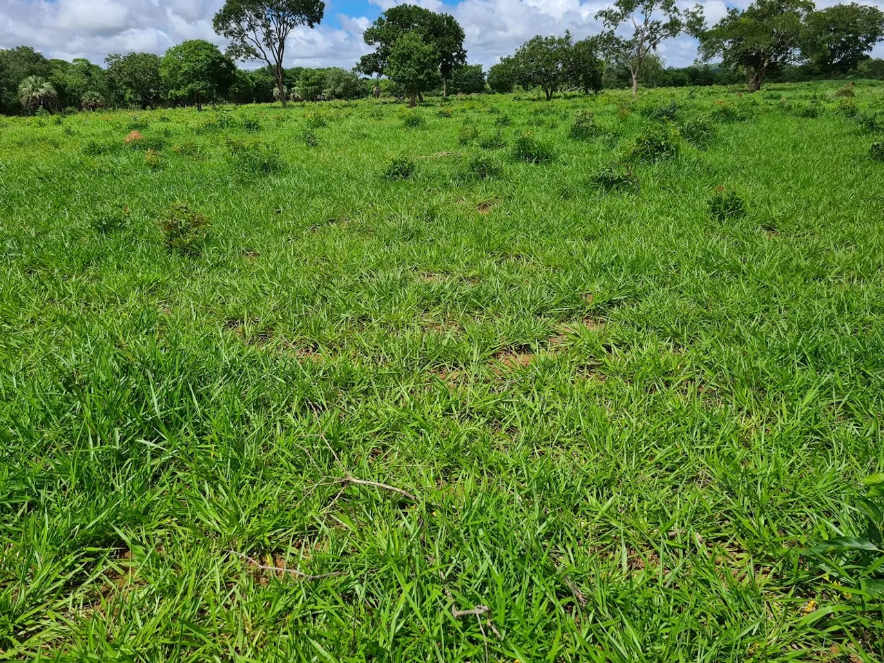 - FAZENDA A VENDA EM ARINOS - ÓTIMA OPORTUNIDADE E LOCALIZAÇÃO.