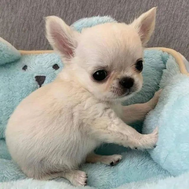 Chihuahua Sorrisos que chegam antes dele