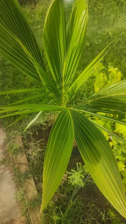 Muda de coqueiro - Foto 3