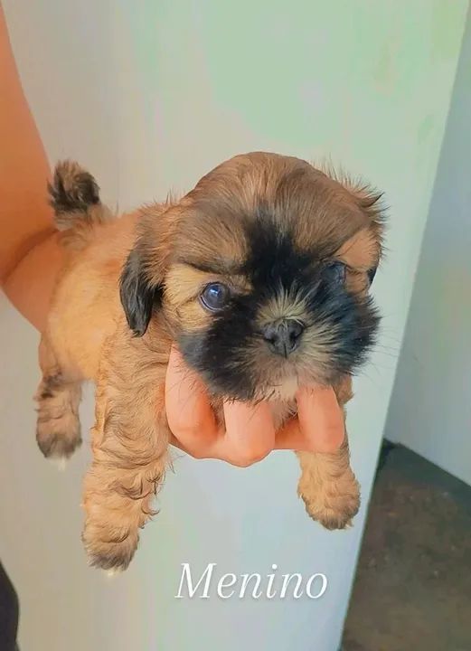 Filhotes de Shitzu  - Foto 2