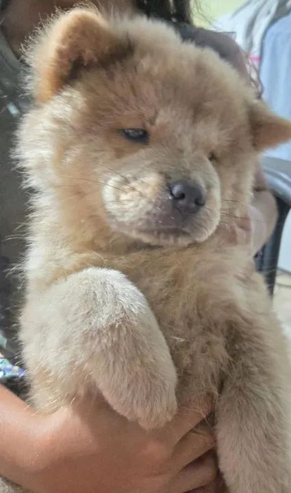 Filhote de Chow-Chow - Foto 2