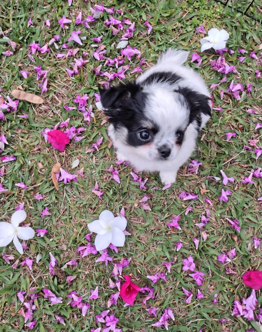 Vendo chihuahua  - Foto 2