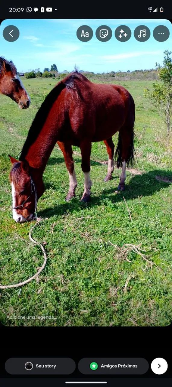 Vendo cavalo colorado  - Foto 5