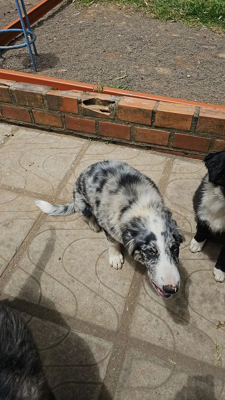 Filhotes border colie - Foto 2