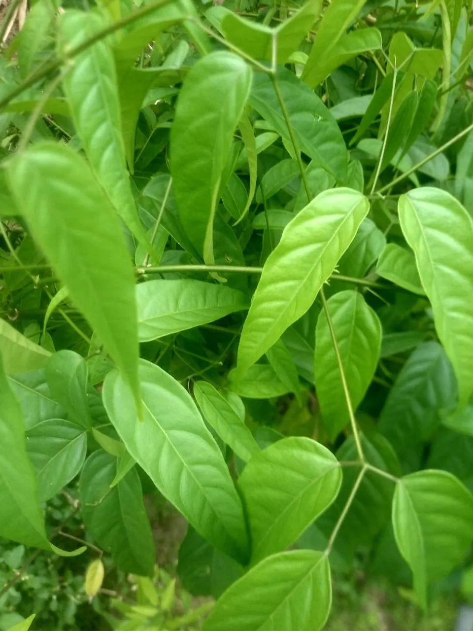 Mudas de Crajiru (Arabidaea Chica) - Foto 2