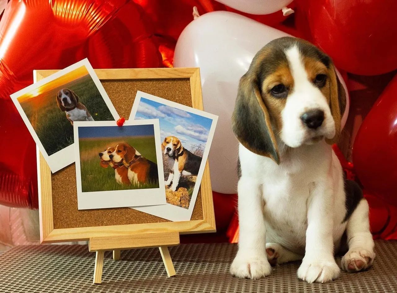 Beagle filhotes tricolor  - Foto 4