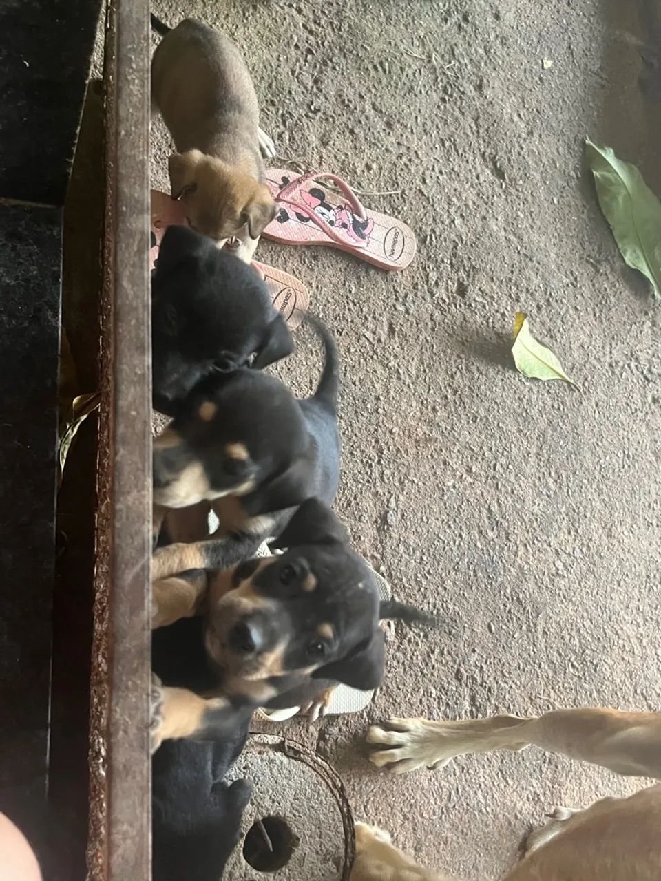 Doação de filhotes sem raça definida  - Foto 5
